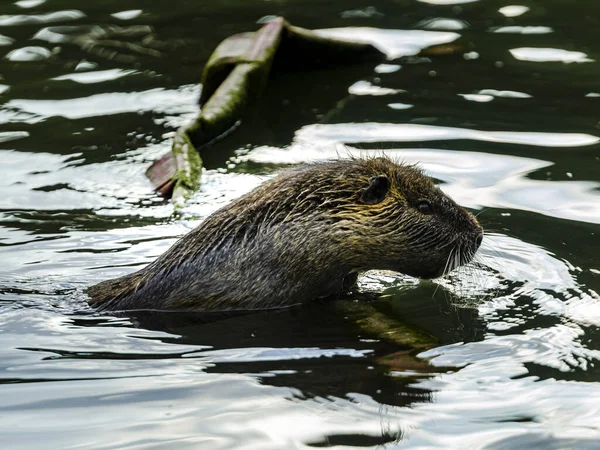 イタリア トスカーナの川で泳ぐ半水棲の巨大な草食動物の写真 — ストック写真