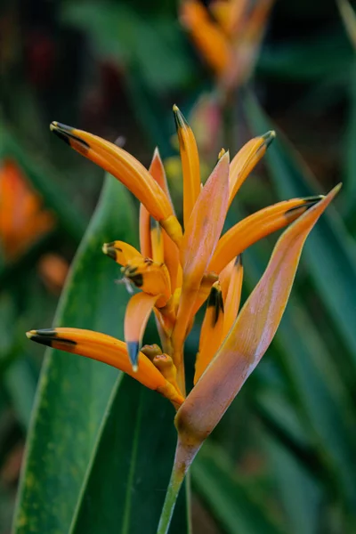 Closeup Shot Orange Lobster Claws Grown Garden — Stock Photo, Image