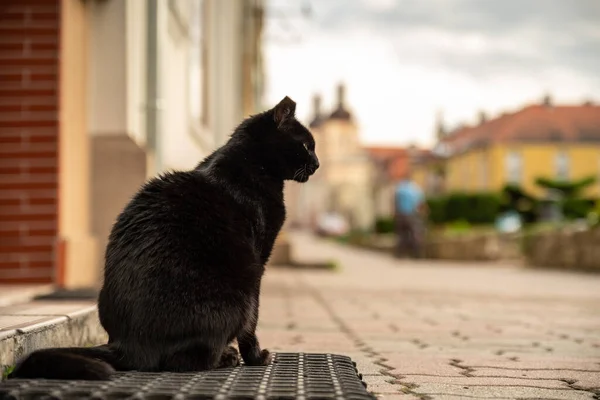 Egy Oldalsó Profil Portré Egy Fekete Macska Bejáratnál Egy Épület — Stock Fotó