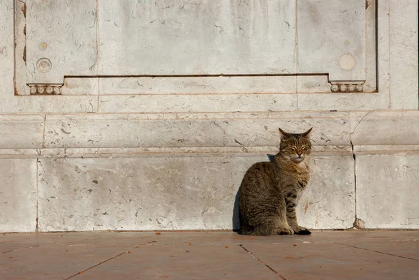 Μια Χαριτωμένη Γατούλα Στους Δρόμους Του Μπουένος Άιρες Αργεντινή — Φωτογραφία Αρχείου