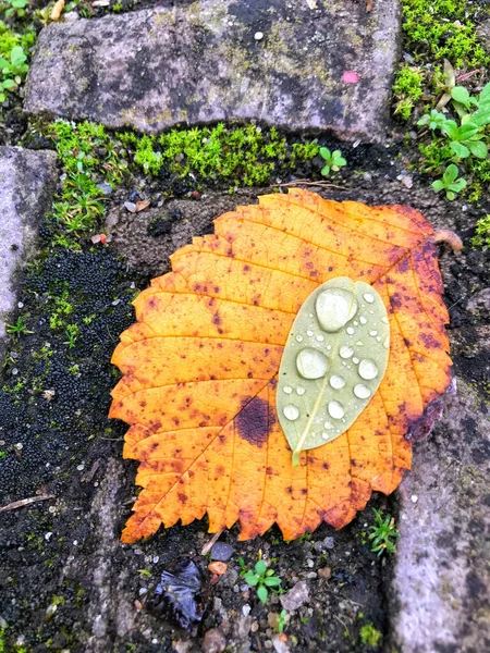 Viele Regentropfen Auf Einem Gelben Blatt Auf Dem Boden — Stockfoto