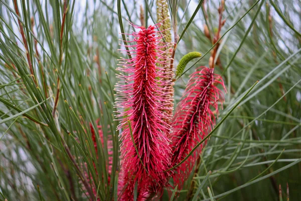 Detailní Záběr Red Hot Poker Kniphofia Rostlina Lese — Stock fotografie