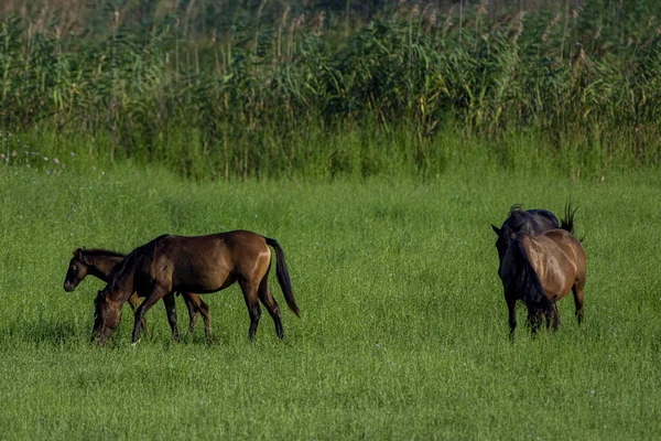 Plan Horizontal Groupe Chevaux Bruns Dans Les Terres Agricoles Vertes — Photo