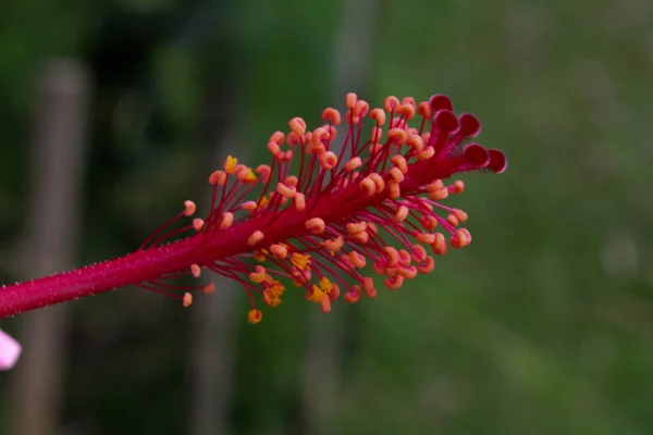 Bahçede Yetişen Pembe Çiçeğin Yakın Çekimi — Stok fotoğraf