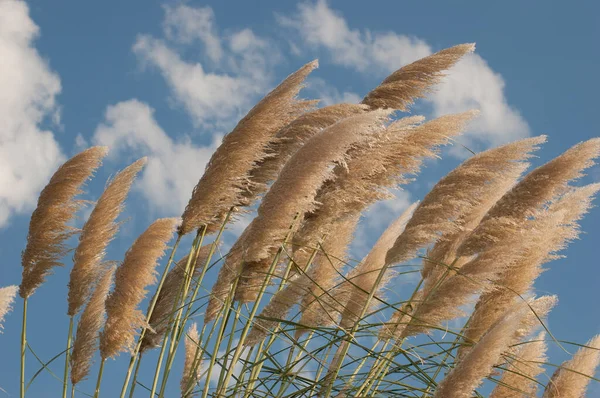 荒野の曇り空の下で強い風に吹かれた小麦の花の美しいショット — ストック写真