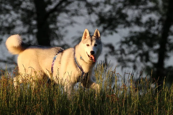 Lindo Husky Mullido Mirando Cámara Con Lengua Bosque Atardecer —  Fotos de Stock