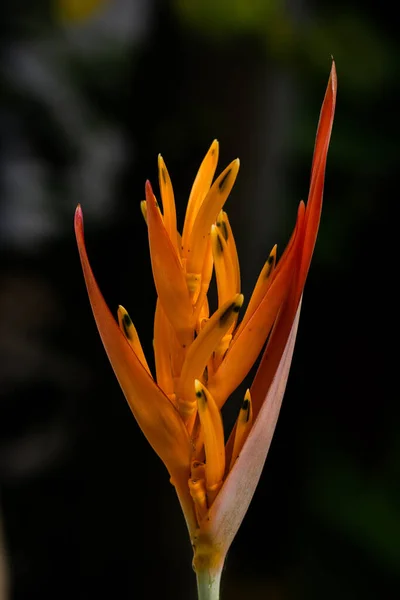 정원에서 오렌지 발톱의 클로즈업 — 스톡 사진