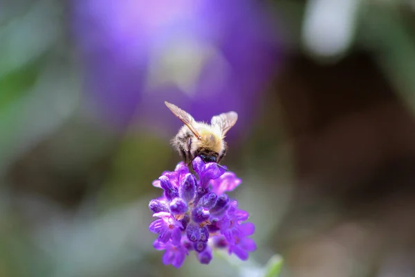 Zbliżenie Ujęcie Pszczoły Purpurowym Lawendowym Kwiecie — Zdjęcie stockowe