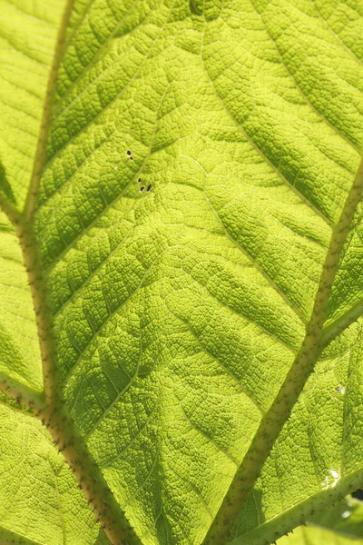 Macro Scatto Una Bellissima Foglia Mammut Verde Gigantesco Rabarbaro Gunnera — Foto Stock