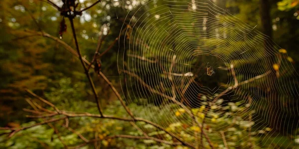 Arka Işıklandırması Olan Bir Ormanda Bir Örümceğin Çapraz Örümceğiyle Yakın — Stok fotoğraf