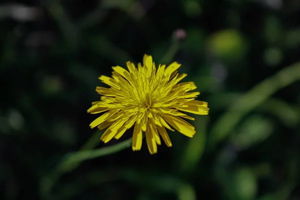 Primo Piano Fiore Giallo Uno Sfondo Sfocato — Foto Stock