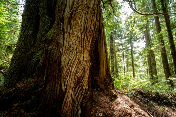 Natura Jurassic Grove Pobliżu Port Renfrew Vancouver Island Pne Kanada — Zdjęcie stockowe