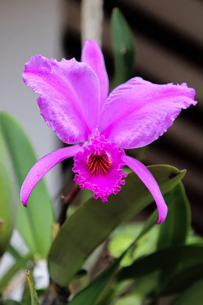 Eine Nahaufnahme Einer Rosa Cattleya Orchidee Auf Einem Verschwommenen Hintergrund — Stockfoto