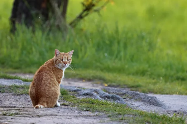 Söt Ingefära Katt Ett Fält — Stockfoto