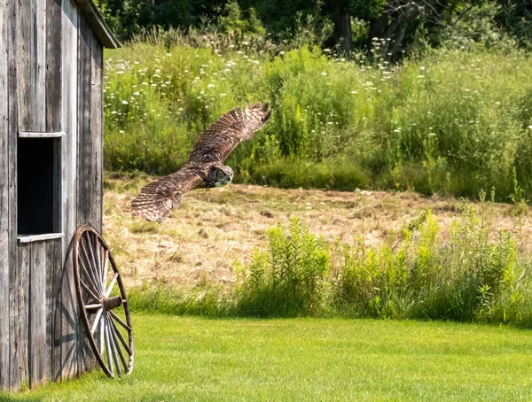 Büyük Boynuzlu Bir Baykuş Bahçedeki Ahşap Bir Evin Yanında Süzülüyor — Stok fotoğraf