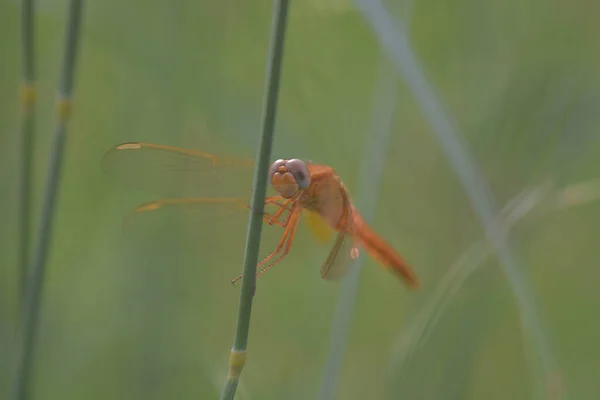 Selective Focus Shot Dragonfly Plant — Stock Photo, Image