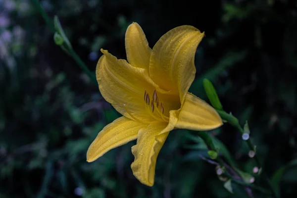 배경에 노란색 Daylily 클로즈업 — 스톡 사진