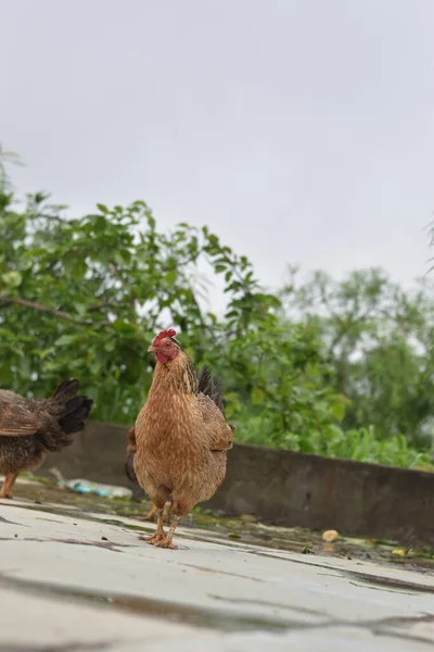 Sebuah Gambar Vertikal Ayam Pada Permukaan Beton Luar Ruangan — Stok Foto