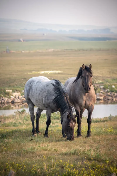 Close Two Gray Horses Standing Middle Grass Blue Sky Mountains — Stock Photo, Image