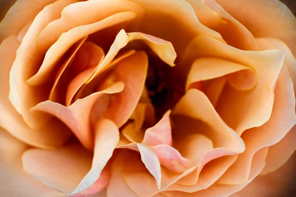 Késő Nyári Rózsa Sidney Vancouver Island Kanada — Stock Fotó