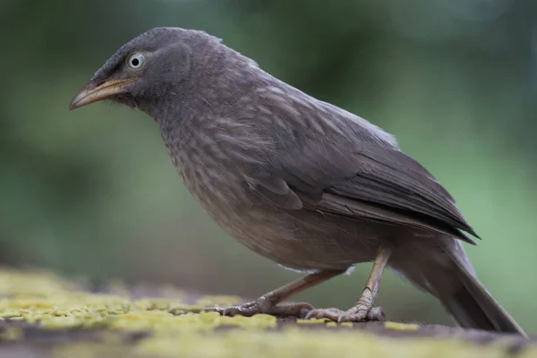 Uitzicht Een Zwarte Junco Het Bos — Stockfoto