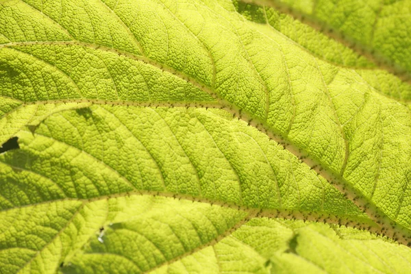 Una Macro Toma Una Hermosa Hoja Mamut Verde Ruibarbo Gigante — Foto de Stock