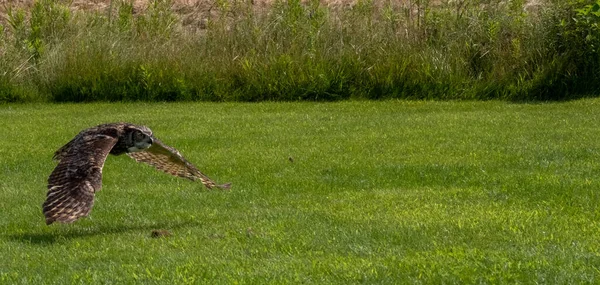 緑の芝生で覆われた庭には大きな角のついたフクロウが低く浮かんでいます — ストック写真