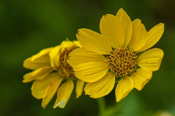 Primer Plano Par Girasoles Jóvenes Vibrantes Sobre Fondo Verde Borroso — Foto de Stock