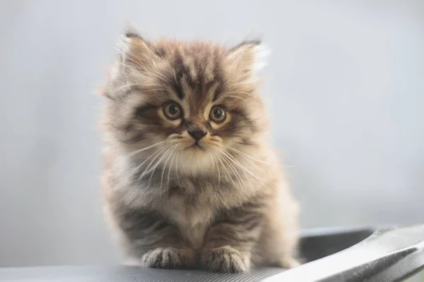 Närbild Bedårande Fluffig Kattunge Med Söta Stora Ögon — Stockfoto