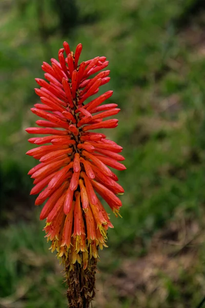 Closeup Skud Rød Hot Pokers Blomst Dyrket Haven - Stock-foto