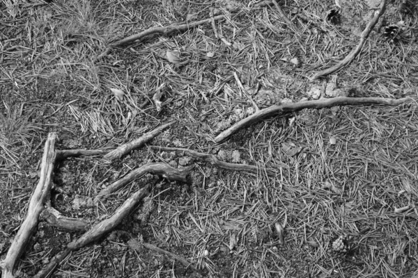 Een Grijsschaal Shot Van Gebroken Takken Grond Een Bos — Stockfoto