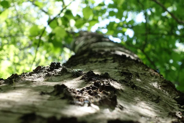 위풍당당 나무의 줄기의 텍스처 — 스톡 사진