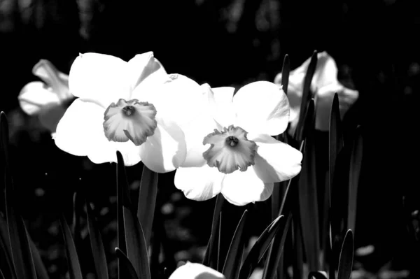 Una Toma Escala Grises Narcisos Creciendo Campo Luz Del Día —  Fotos de Stock