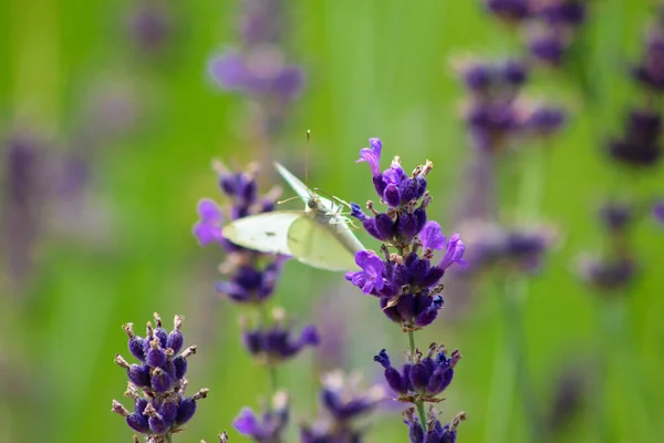 紫色薰衣草花上美丽蝴蝶的特写 — 图库照片