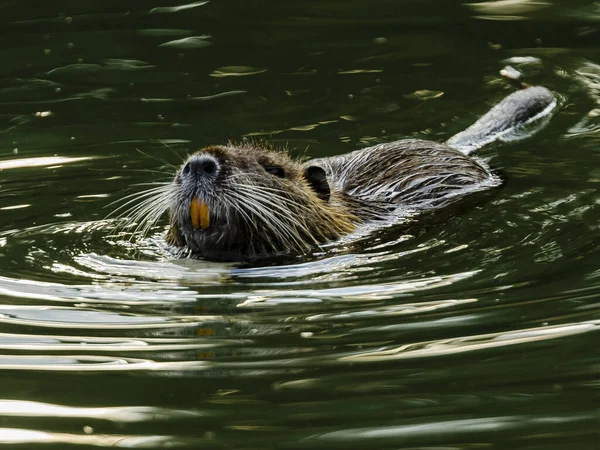 Plan Rapproché Herbivore Nutria Géant Semi Aquatique Nageant Dans Rivière — Photo