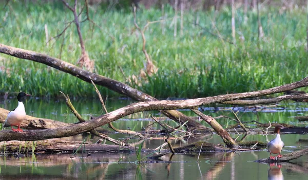 Eine Selektive Fokusaufnahme Von Schwarzkopfmöwen Auf Ästen Einem See Oder — Stockfoto