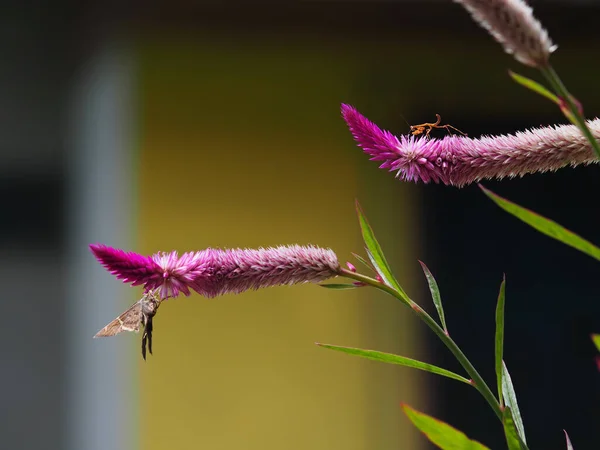 Mimosa Pudica Çiçeğinin Üzerinde Güzel Bir Böcek Görüntüsü — Stok fotoğraf