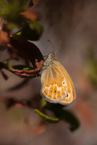 背景がぼやけている植物上のオレンジ色の蝶の垂直ショット — ストック写真