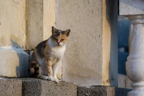 Μια Γάτα Ένα Θυμωμένο Βλέμμα Κάθεται Μπροστά Από Κτίριο — Φωτογραφία Αρχείου
