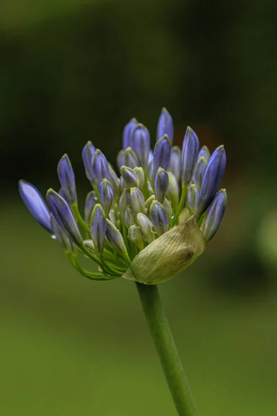 Парку Росте Голуба Лілія Квіток Нілу — стокове фото