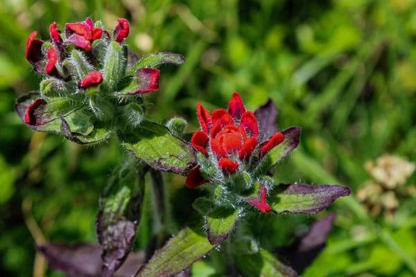 Primer Plano Cynoglossum Rojo Cultivado Jardín —  Fotos de Stock