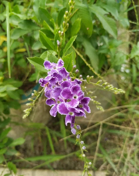 Hermosas Flores Del Cielo Creciendo Jardín — Foto de Stock