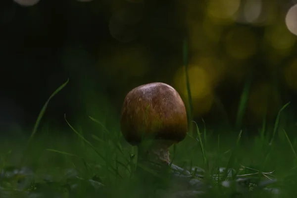 Gros Plan Champignon Brun Mûr Dans Herbe — Photo