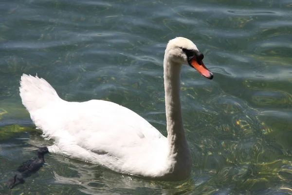 Een Close Van Een Stomme Zwaan Zwemmen Het Meer Onder — Stockfoto