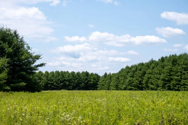 Malowniczy Widok Zielone Pole Środku Lasu Ontariolondon — Zdjęcie stockowe