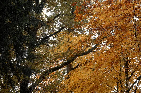 Beautiful Autumn Forest Golden Foliage — Stock Photo, Image