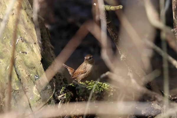 Een Selectieve Scherpstelopname Van Een Winterkoning Hout — Stockfoto