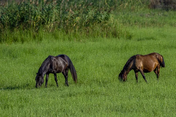 Tiro Horizontal Cavalos Pretos Marrons Fazenda Verde — Fotografia de Stock