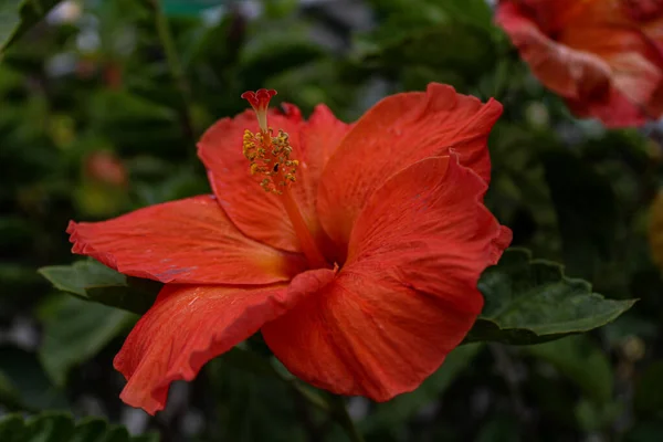 Gros Plan Une Fleur Hibiscus Orange Cultivée Dans Jardin — Photo