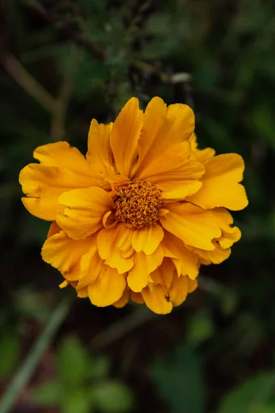 Closeup Shot Orange Zinniagrown Garden — Stock Photo, Image